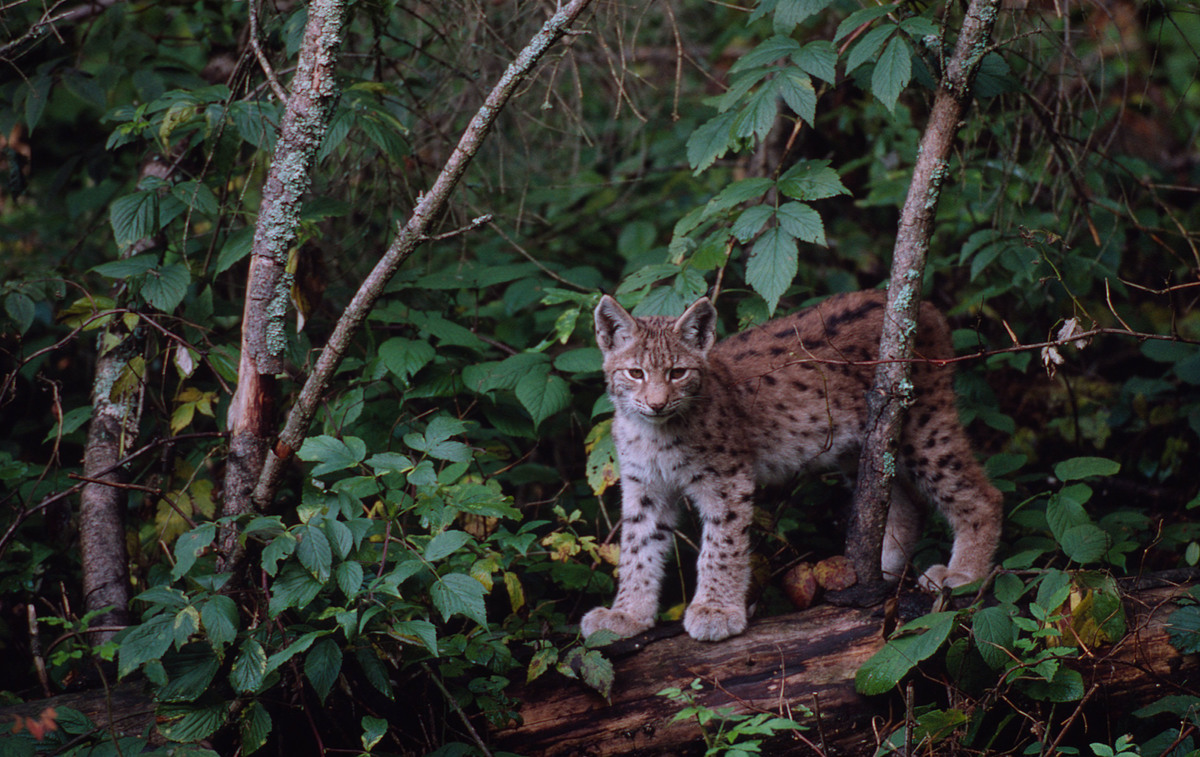"Привид лісу" з Карпат і Полісся: 10 фактів про рись, які вас здивують